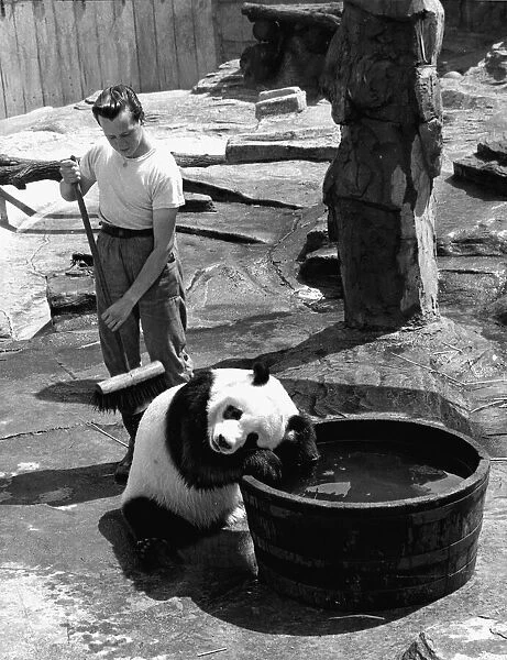 Bathtime for Chi Chi the panda, getting a scrub from the keeper Alan Kent who spends all