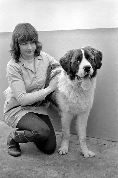 Battersea Dogs Home: St. Barnard. March 1975 75-01645