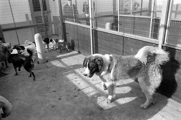 Battersea Dogs Home: St. Barnard. March 1975 75-01645-002