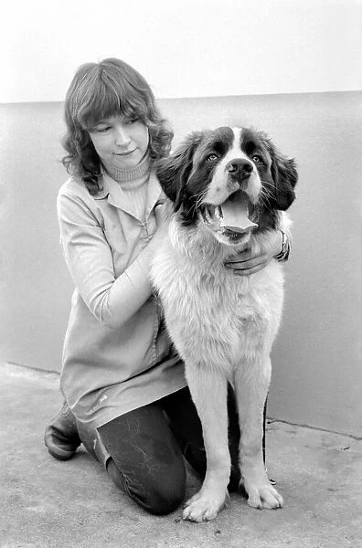 Battersea Dogs Home: St. Barnard. March 1975 75-01645-004