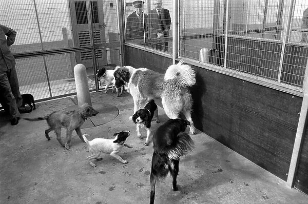 Battersea Dogs Home: St. Barnard. March 1975 75-01645-001
