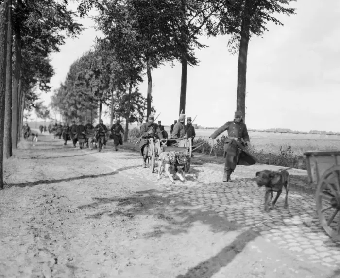 Framed Print : The Battle of Hofstade. Belgian guns drawn by dogs going into action at Hofstade, Belgium Framed Print : The Battle of Hofstade. Belgian guns drawn by dogs going into action at Hofstade, Belgium