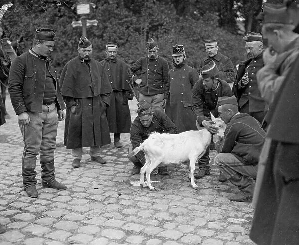 The Battle of Hofstade. Belgian soldiers milk a goat after the battle