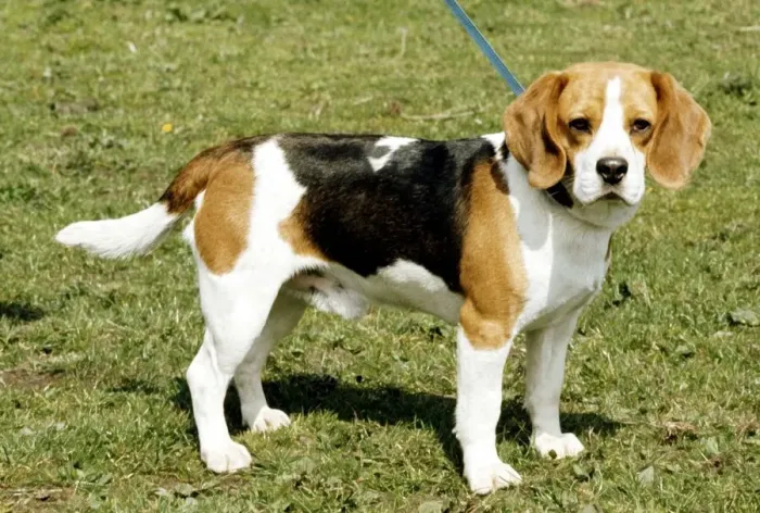 Framed Print : A beagle dog on a lead June 1987 Framed Print : A beagle dog on a lead June 1987