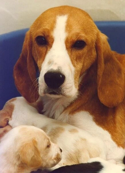 A Beagle with her puppies