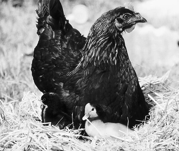 Beakie the Duckling with her adopted hen mother. 6th September 1979