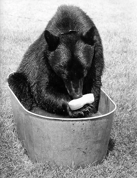 Bear in the bath, thats Daley the black Canadian bear