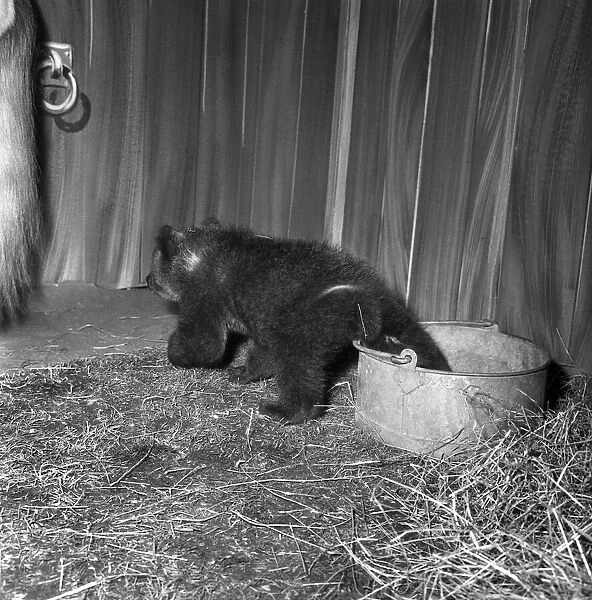 Bear Cub with Horse: Two Russian bear cubs, record at Southport Zoo