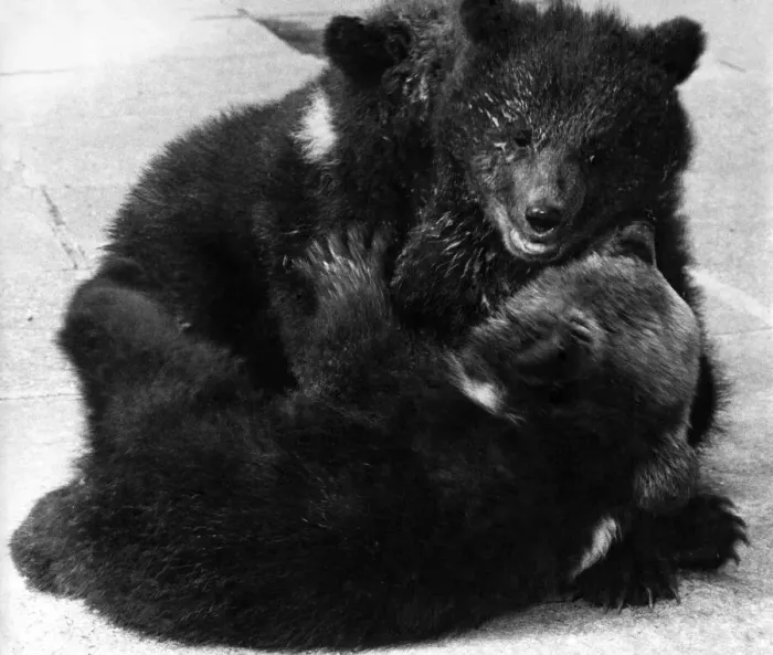 Framed Print : The bear cubs started to fight over a bowl of milk and the hostesses had to step in Framed Print : The bear cubs started to fight over a bowl of milk and the hostesses had to step in