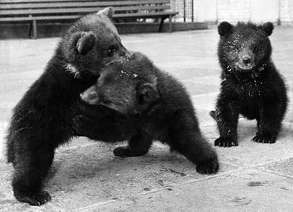 The bear cubs started to fight over a bowl of milk and the hostesses had to step in