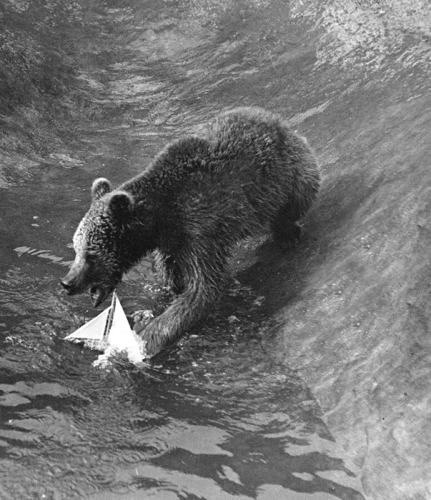 Framed Print : A Bear plays with a toy boat in the water pool in his enclosure at London Zoo circa Framed Print : A Bear plays with a toy boat in the water pool in his enclosure at London Zoo circa