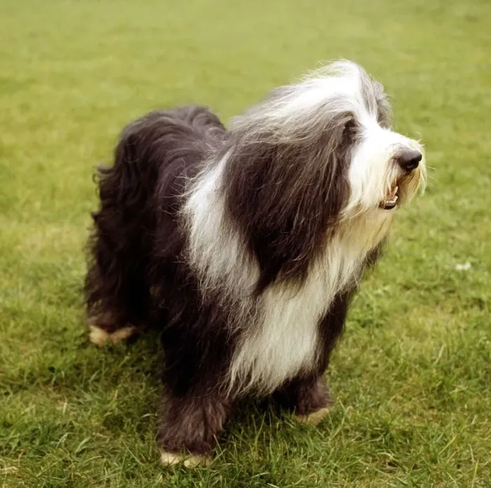 Framed Print : A Bearded Collie dog June 1987 animal animals pet pets domestic