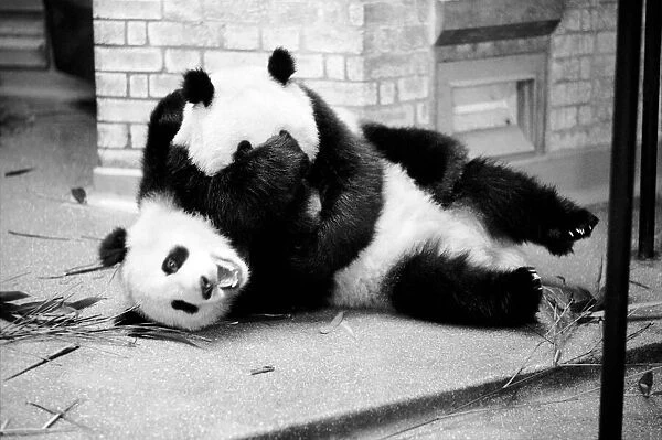 Bears: Cute: Panda s: Ching-Ching and Chia-Chia frolicking at London Zoo