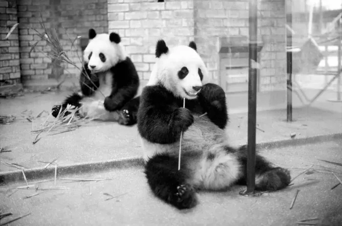 Framed Print : Bears: Cute: Panda s: Ching-Ching and Chia-Chia frolicking at London Zoo