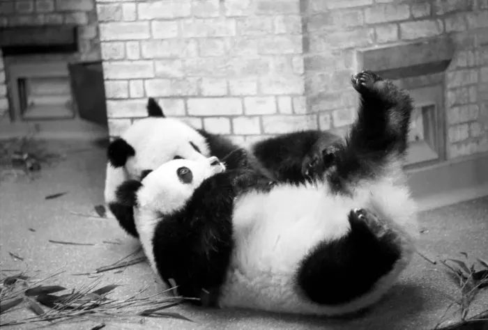 Framed Print : Bears: Cute: Panda s: Ching-Ching and Chia-Chia frolicking at London Zoo