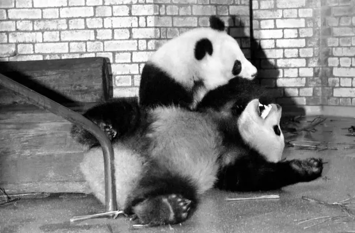 Framed Print : Bears: Cute: Panda s: Ching-Ching and Chia-Chia frolicking at London Zoo