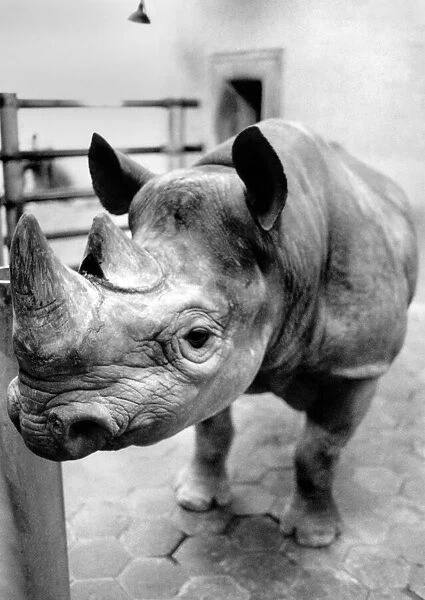 A Beastly Affair. Basha the randy rhino was feeling sore yesterday over an affair that