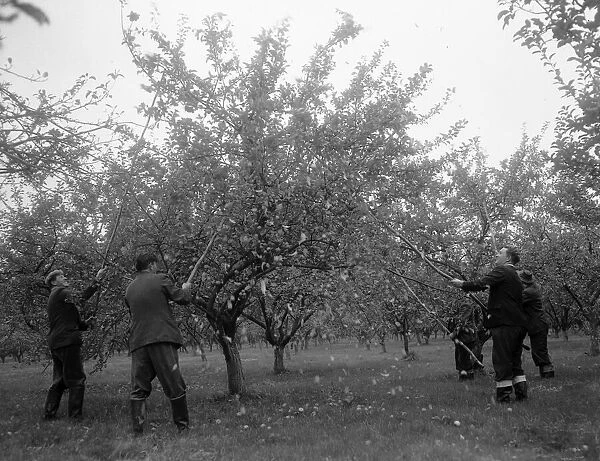 Beating the trees in a Herefordshire orchard for Bulmers Plough Lane Cider Mill in
