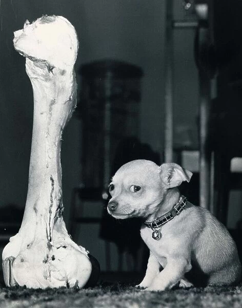 Beau the Chihuahua puppy dog gets his guards a juicy bone too big to get his chops around