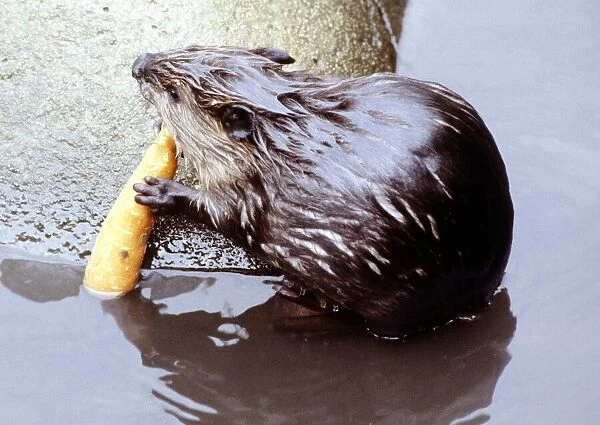 A Beaver eating a carrot at London Zoo August 1984 A©Mirrorpix
