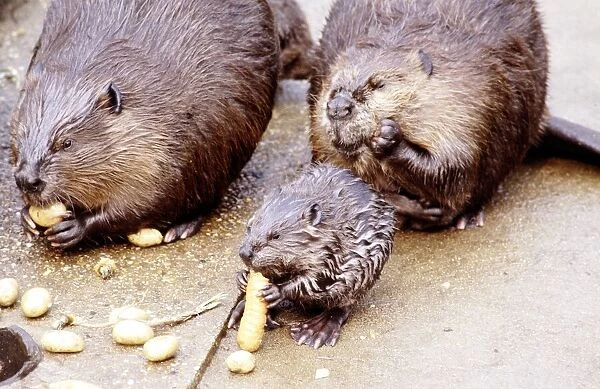 A Beaver eating a carrot at London Zoo August 1984