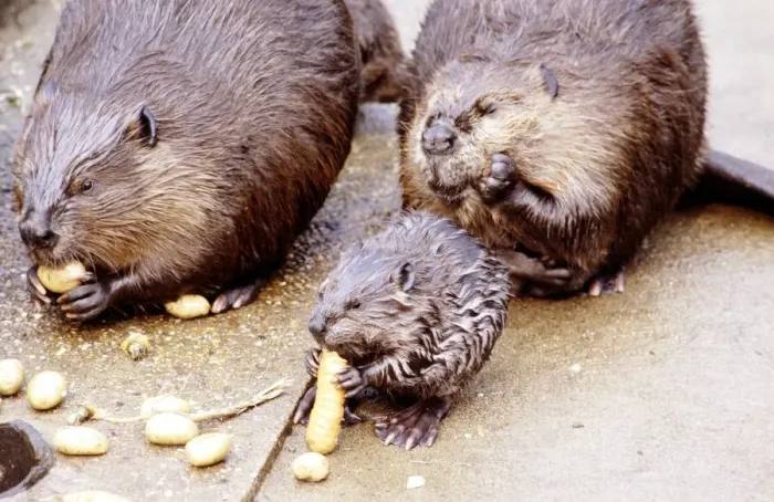 Framed Print : A Beaver eating a carrot at London Zoo August 1984