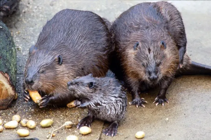 Framed Print : Beaver family eating at London Zoo Baby beaver having lunch with his parents