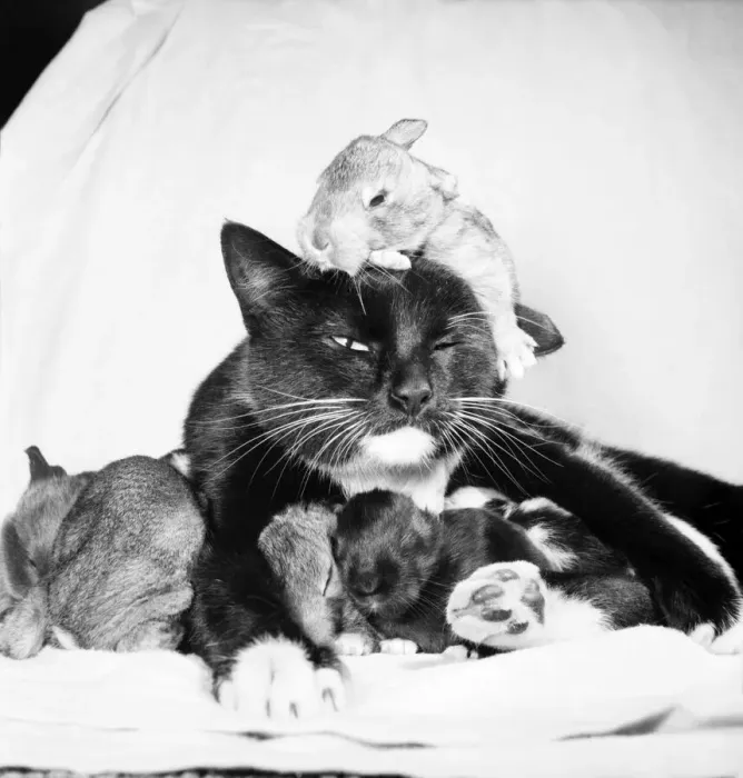 Framed Print : Beckie the cat who was bought from a street market for 7 / 6 last year has taken over a Framed Print : Beckie the cat who was bought from a street market for 7 / 6 last year has taken over a