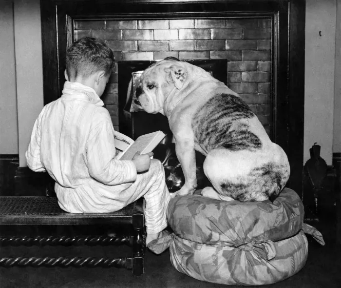 Framed Print : That bed time story'boy and his dog read a bedtime story beside