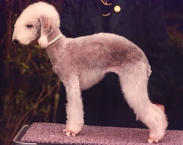 A Bedlington terrier