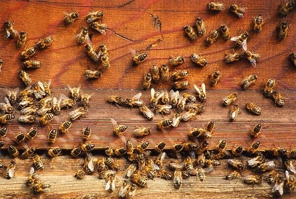 Bees going in and out of a hive
