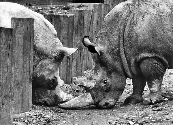 The beginning of a beautiful Romance: Romance, even for a rhinoceros