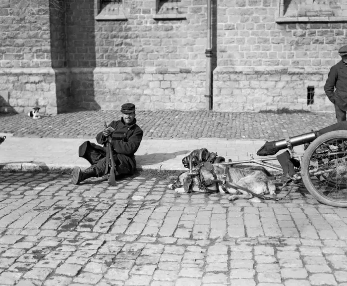 Framed Print : The Belgian armys retreat to Antwerp, Men and gun dogs, who are tired out