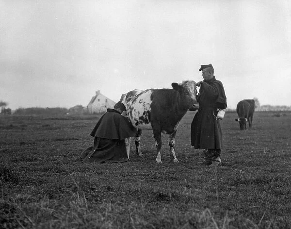Belgian artillery men seen here milking a cow under fire