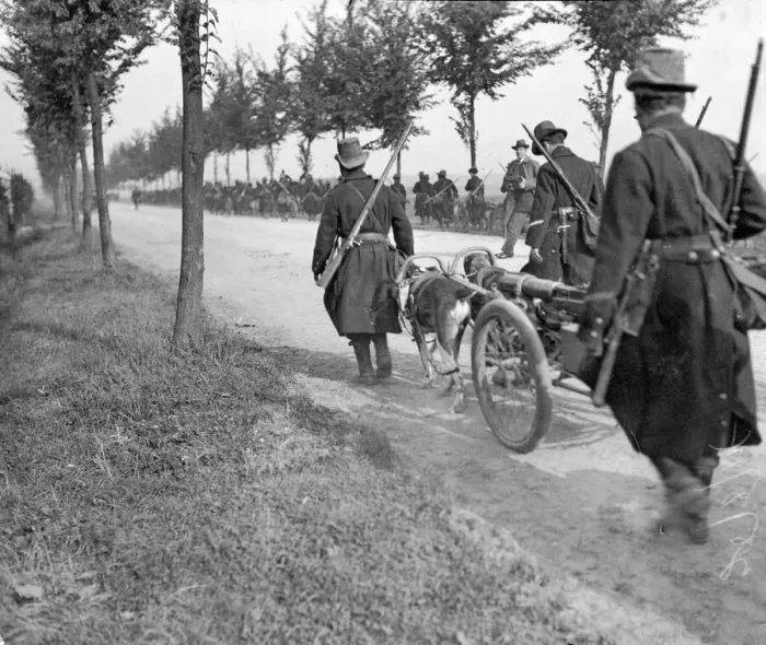 Framed Print : Belgian Carabiners and their gun dog teams seen here falling back to Brussels after Framed Print : Belgian Carabiners and their gun dog teams seen here falling back to Brussels after