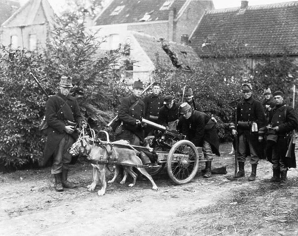 Belgian Gun Dogs during World War One in Belgium Circa 1915