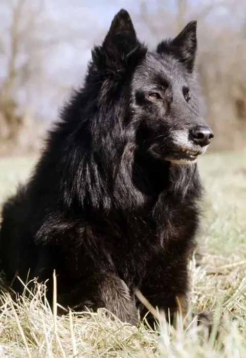 Framed Print : A Belgian sheepdog sitting in the grass June 1987 A©Mirrorpix animal Framed Print : A Belgian sheepdog sitting in the grass June 1987 A©Mirrorpix animal