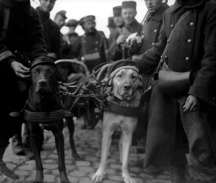 Framed Print : Belgians decorate their dogs with hats of German soldiers during World War One Framed Print : Belgians decorate their dogs with hats of German soldiers during World War One