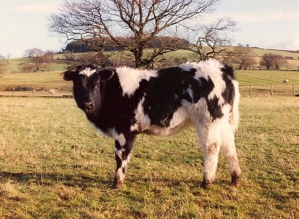 A Belgium Blue calf