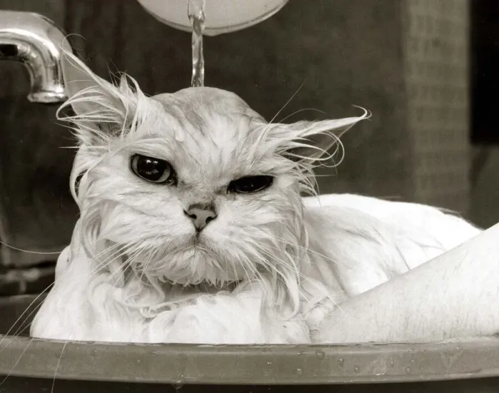 Framed Print : Bella the Persian Cat - April 1985 gets a soaking to prepare her for shows Framed Print : Bella the Persian Cat - April 1985 gets a soaking to prepare her for shows