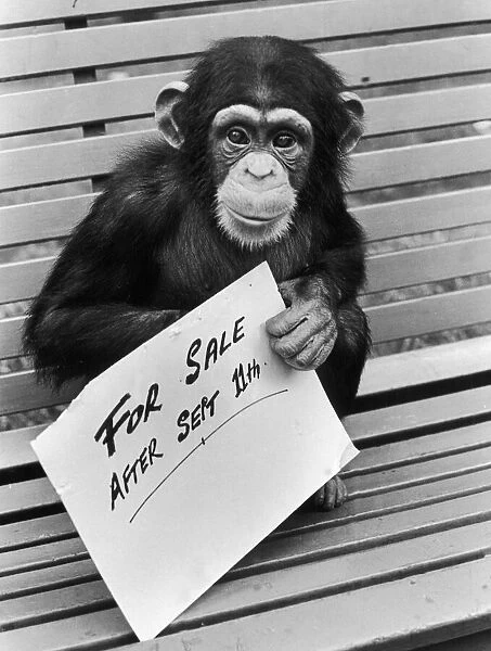 One of the Belle Vue Chimps holds a for sale sign after it was announced that the Zoo