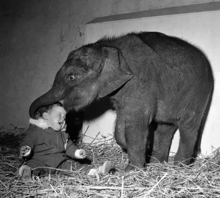 Framed Print : Belle Vues new baby elephant seems pleased to have found a playmate in Lisa Roland Framed Print : Belle Vues new baby elephant seems pleased to have found a playmate in Lisa Roland