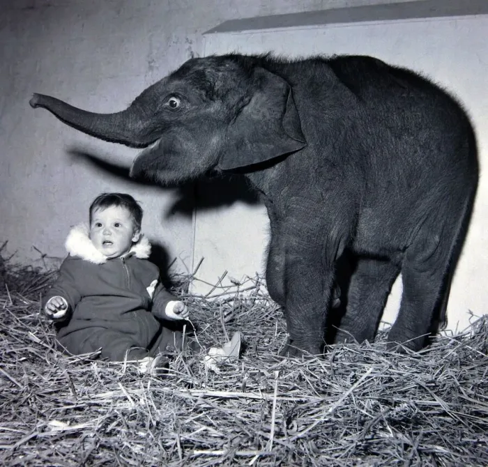 Framed Print : Belle Vues new baby elephant seems pleased to have found a playmate in Lisa Roland