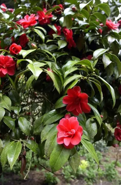 Framed Print : Belsay Hall Castle and gardens. Camellia Donkelari Framed Print : Belsay Hall Castle and gardens. Camellia Donkelari