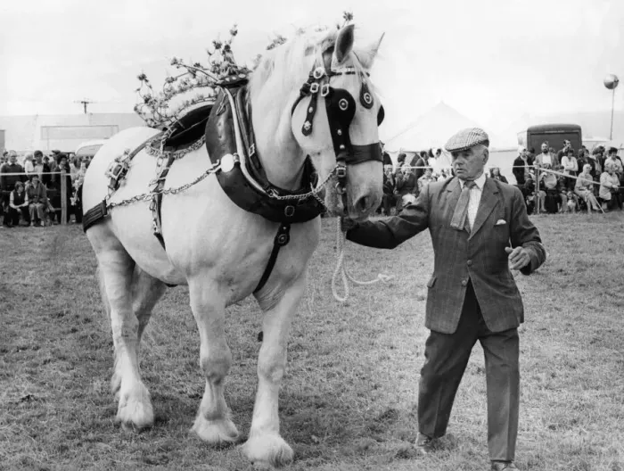 Framed Print : Ben the horse wins Best Dressed Horse Section at the Lanchester Show