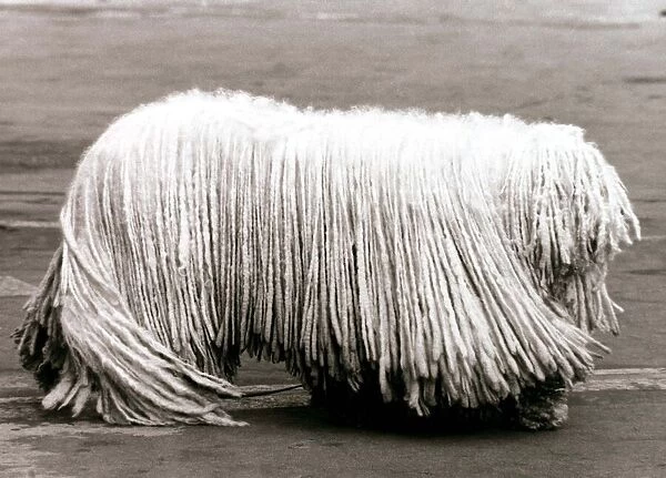 Ben the Komonder dog - February 1984 Long haired dog
