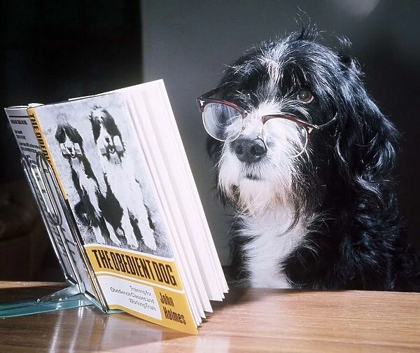 Ben the obedient dog reading a book - February 1976