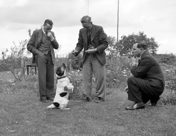 Framed Print : Ben the talking dog belonging to Mr Beissenden of Royston 10 / 8 / 46 Framed Print : Ben the talking dog belonging to Mr Beissenden of Royston 10 / 8 / 46