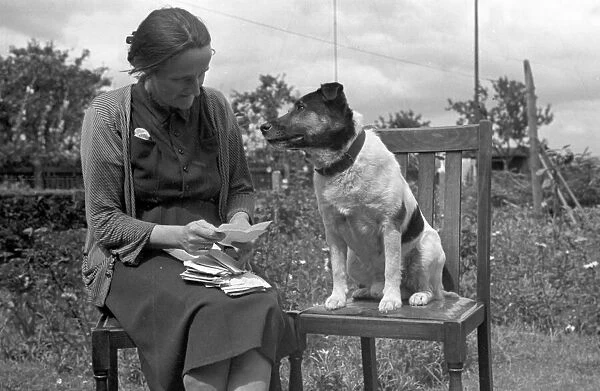 Ben the talking dog from Royston, sitting on a wooden chair as his mistress sorts through