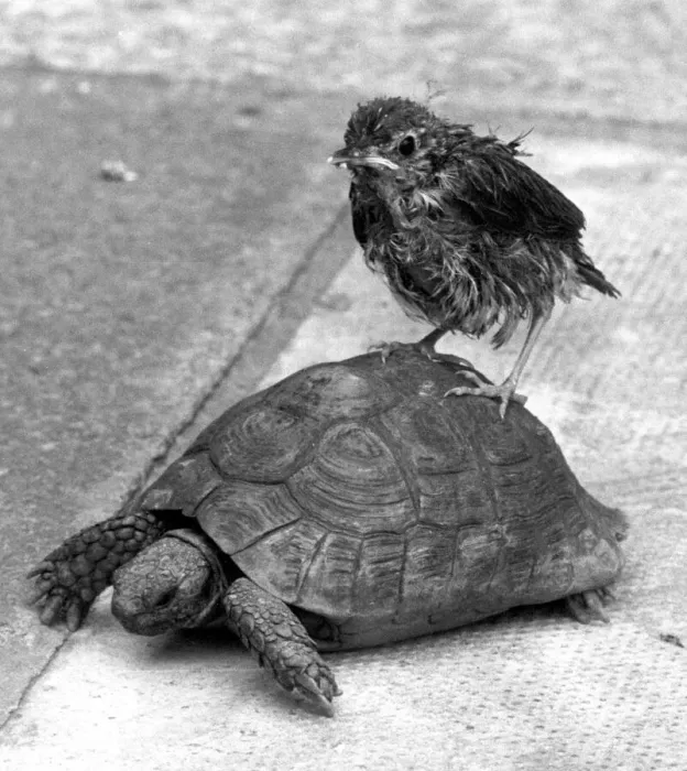 Framed Print : Ben the tortoise and a rescued thrush, who have made firm friends at the Fee family home
